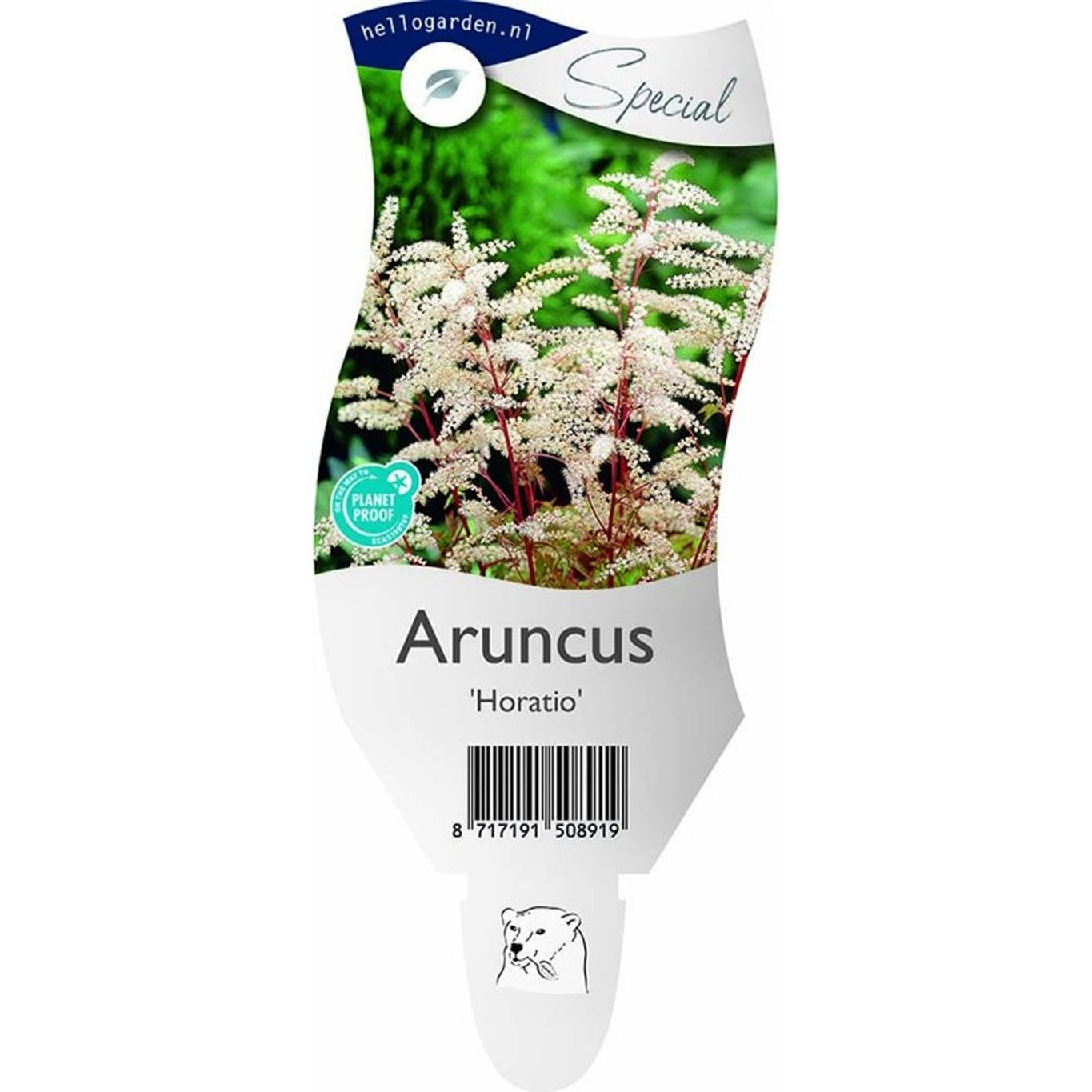 Storgröngöling – Aruncus 'Horatio' - P11